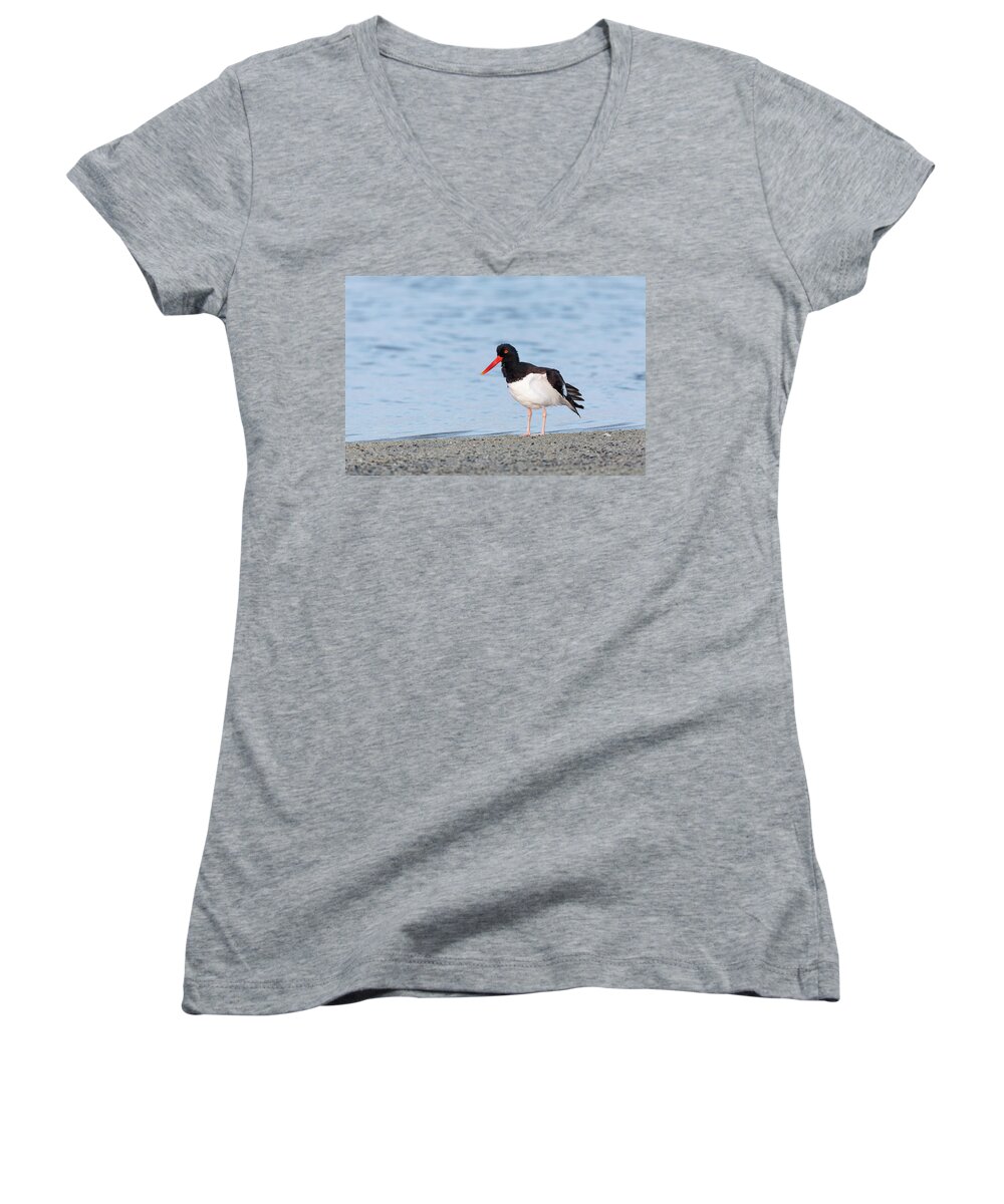 American Women's V-Neck featuring the photograph American Oystercatcher by David Watkins