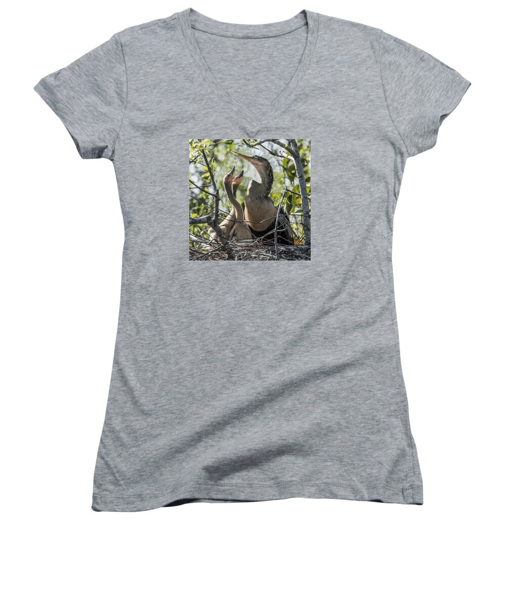 Bird Women's V-Neck featuring the photograph Anhinga In Nest With Her Chicks by William Bitman