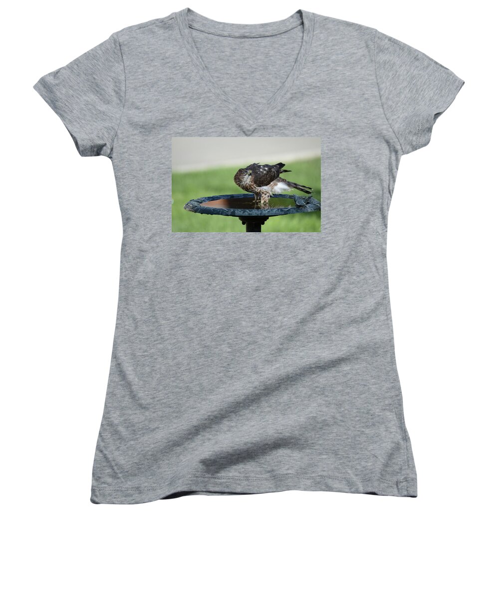 Coopers Hawk At A Birdbath-raptor-images Of Raeannm.garrett- Photography- Birds Of Colorado-immature Coopers Hawk- Colorado Birds-#raeannmgarrett Women's V-Neck featuring the photograph At the Water -1 by Rae Ann M Garrett