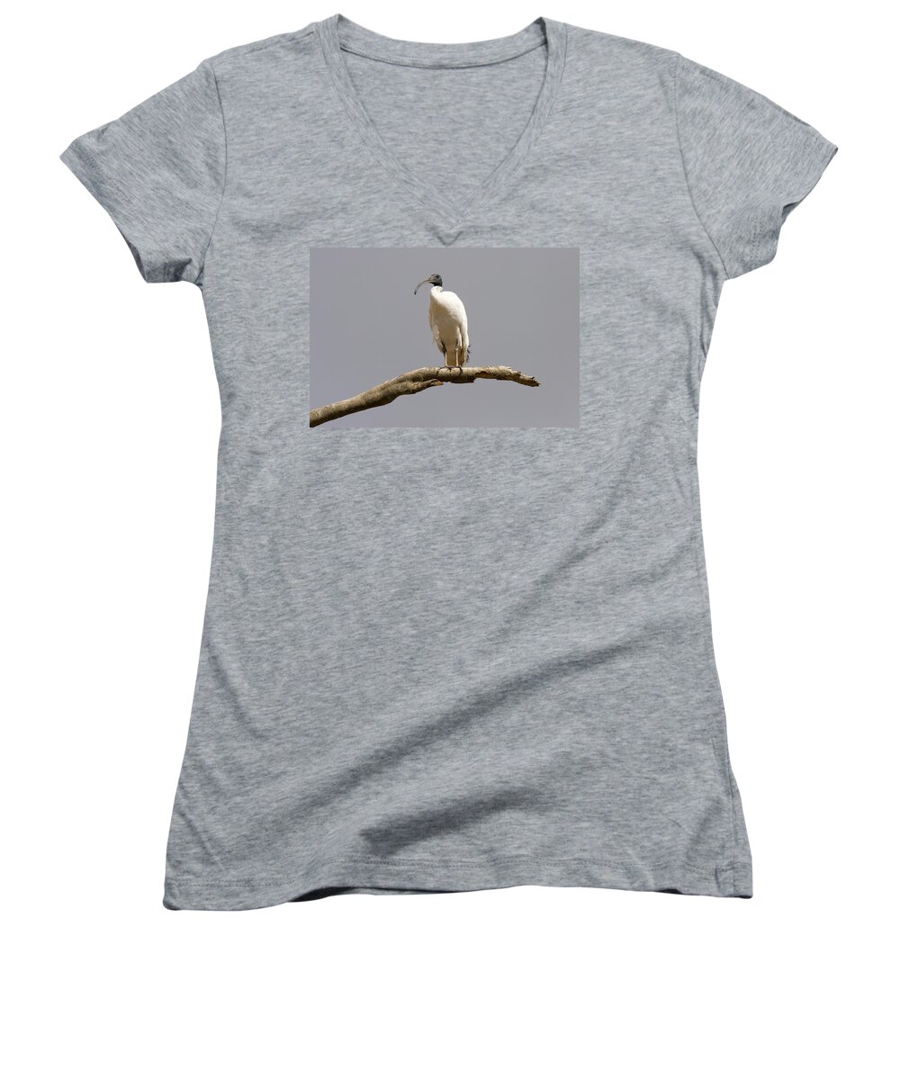 Ibis Women's V-Neck featuring the photograph Australian White Ibis Perched by Michael Dawson