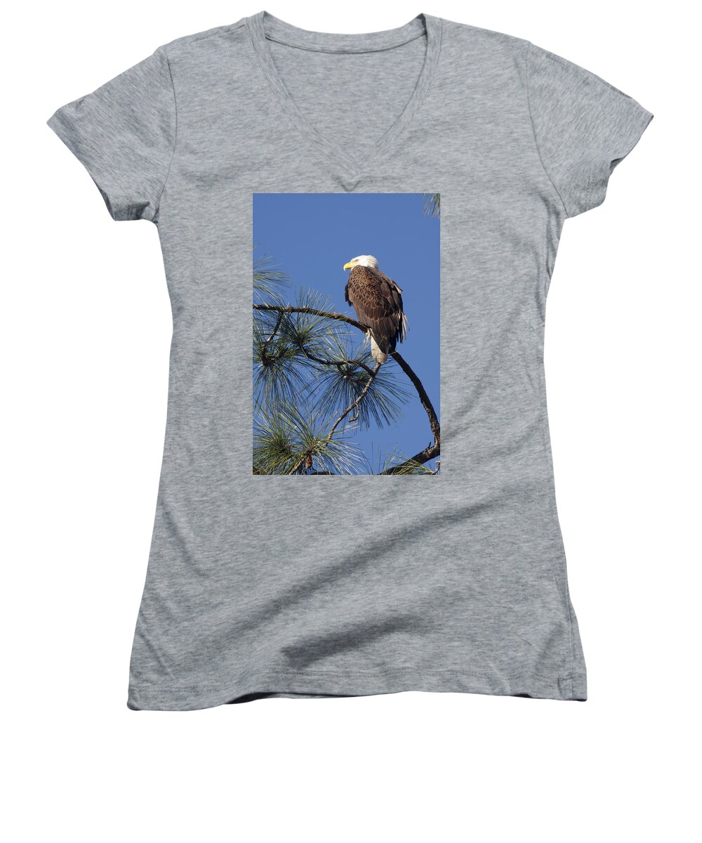 American Bald Eagle Women's V-Neck featuring the photograph Bald Eagle by Sally Weigand