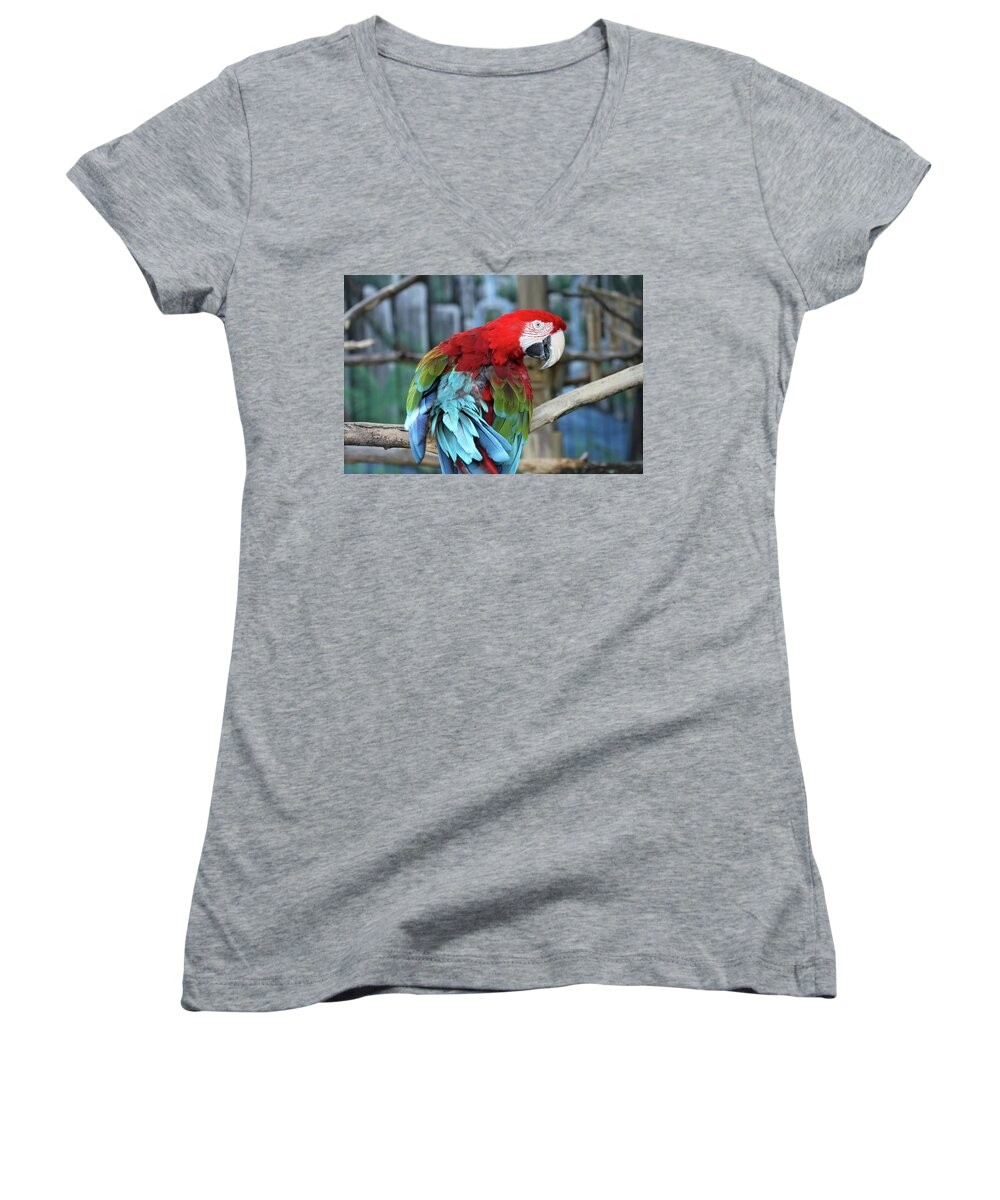 Parrot Women's V-Neck featuring the photograph Birds of a Feather by Jackson Pearson