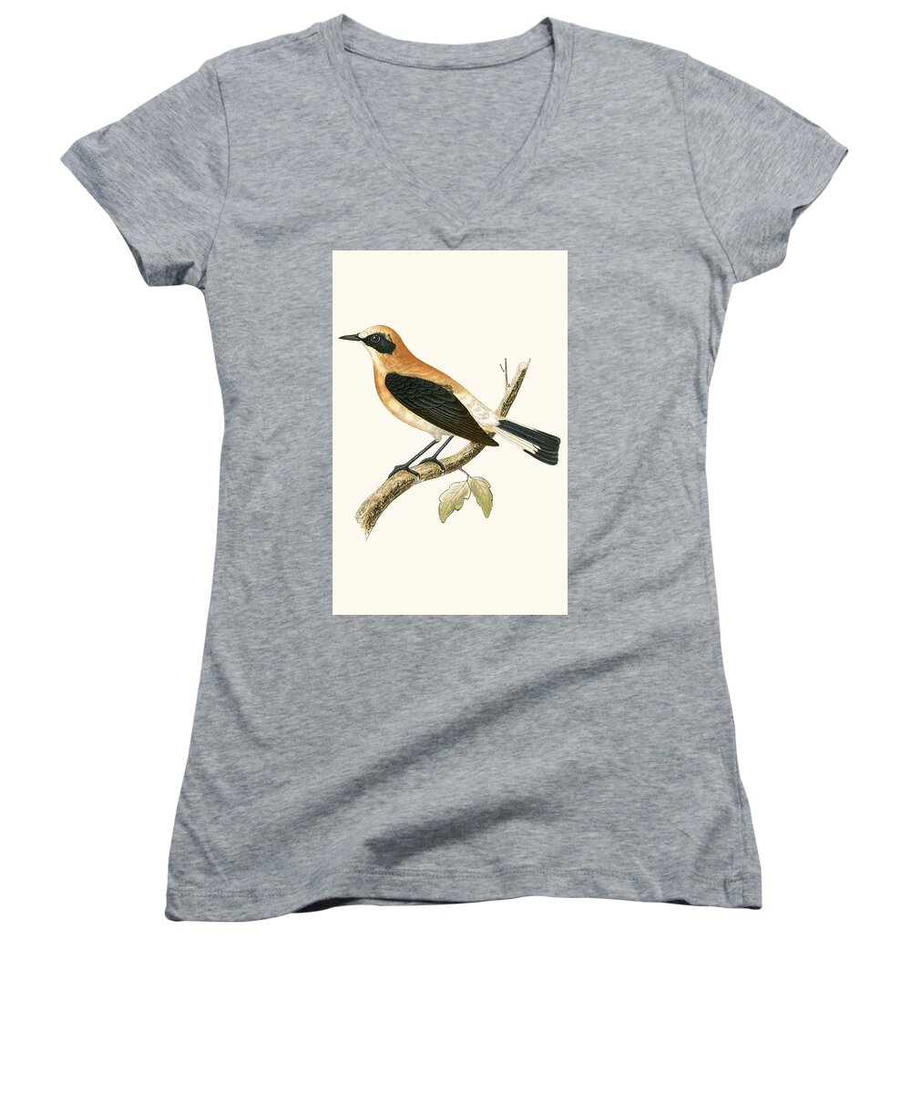 Bird Women's V-Neck featuring the painting Black Eared Wheatear by English School