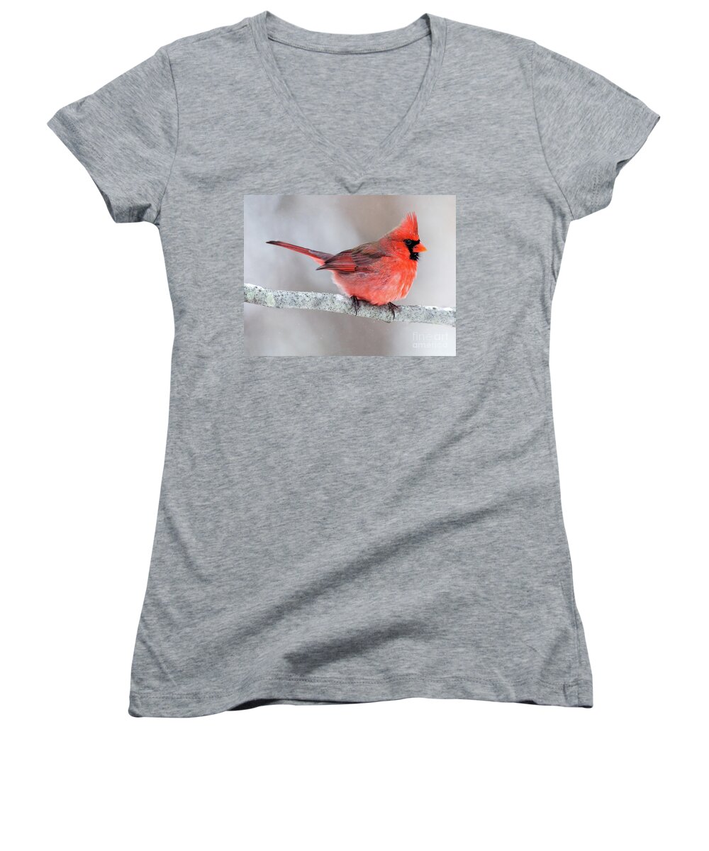 Male Cardinal Women's V-Neck featuring the photograph Winter Cardinal by Art Cole