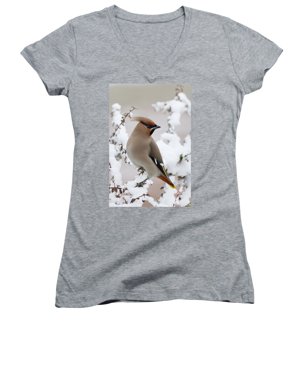 Fn Women's V-Neck featuring the photograph Bohemian Waxwing Bombycilla Garrulus by Jan Vermeer