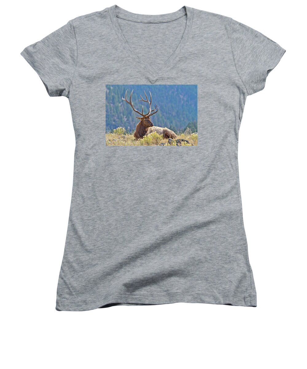 Elk Women's V-Neck featuring the photograph Bull Elk Resting by Wesley Aston