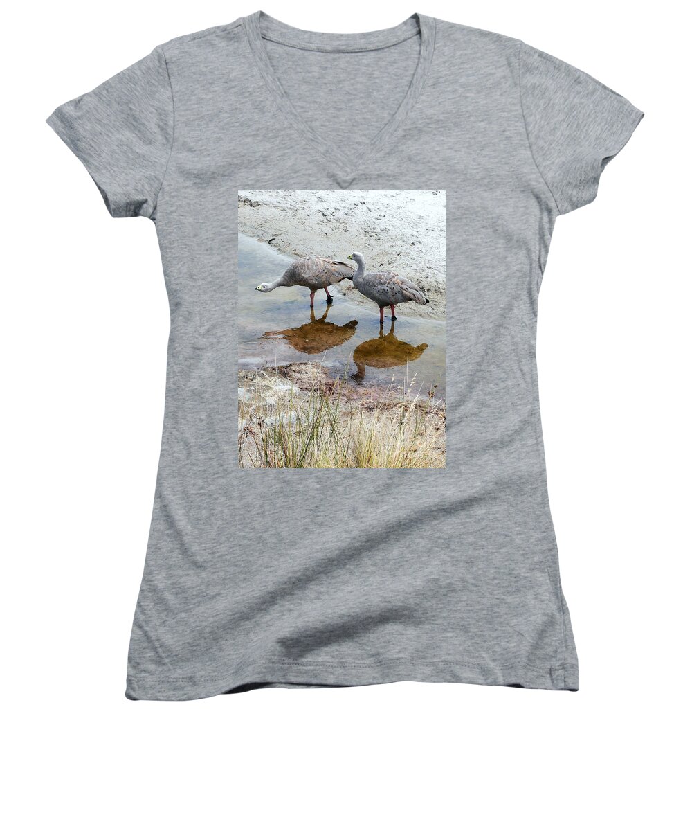 Tantalising Tasmania Series By Lexa Harpell Women's V-Neck featuring the photograph Cape Baron Geese on Maria Island 2 by Lexa Harpell