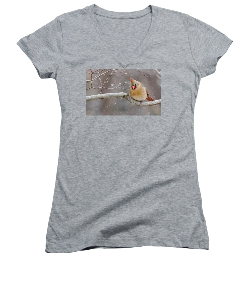 Da* 300 Women's V-Neck featuring the photograph Cardinal and Falling Snow by Lori Coleman