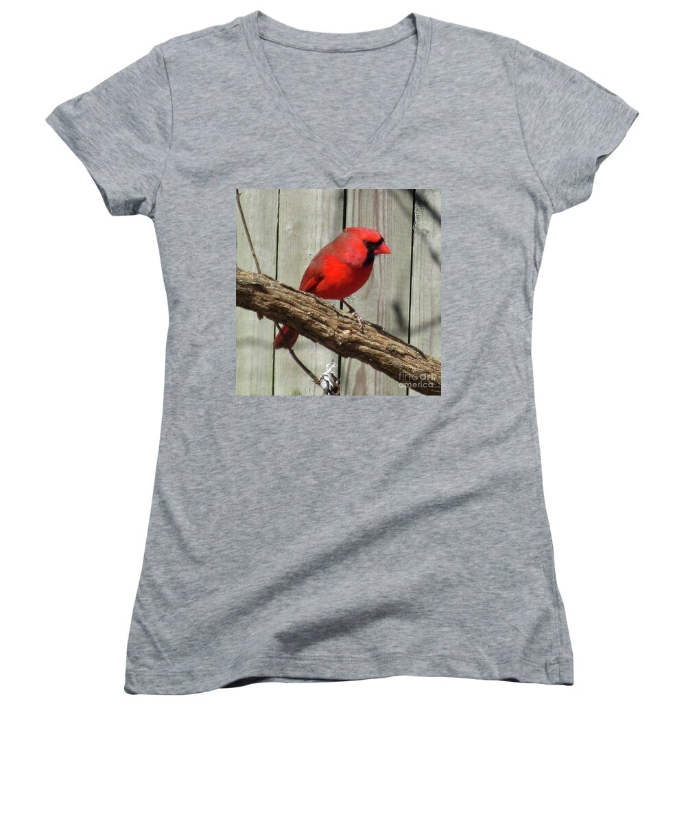 Cardinal Women's V-Neck featuring the photograph Cardinal Waiting for Spring by CAC Graphics
