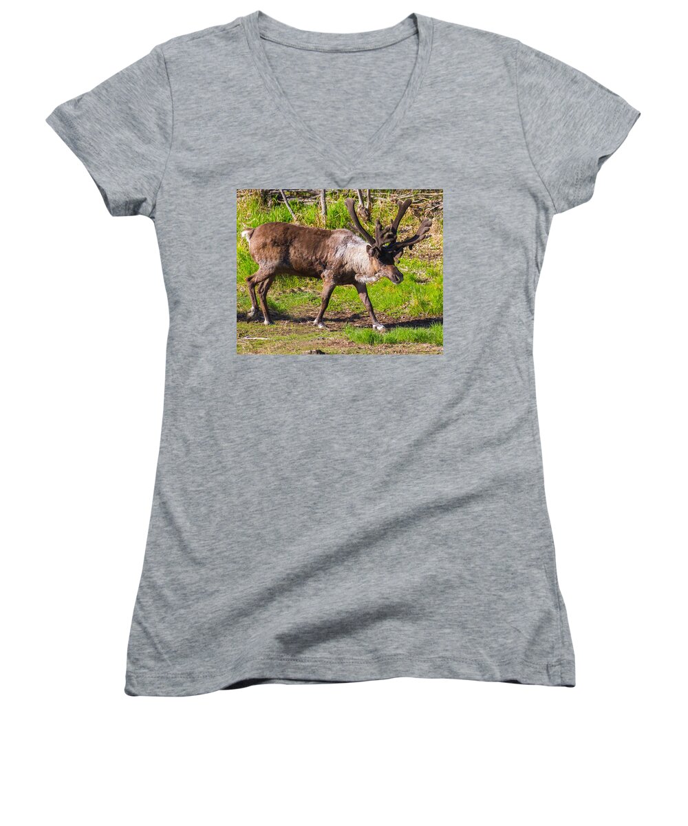 Caribou Women's V-Neck featuring the photograph Caribou Antlers in Velvet by Allan Levin