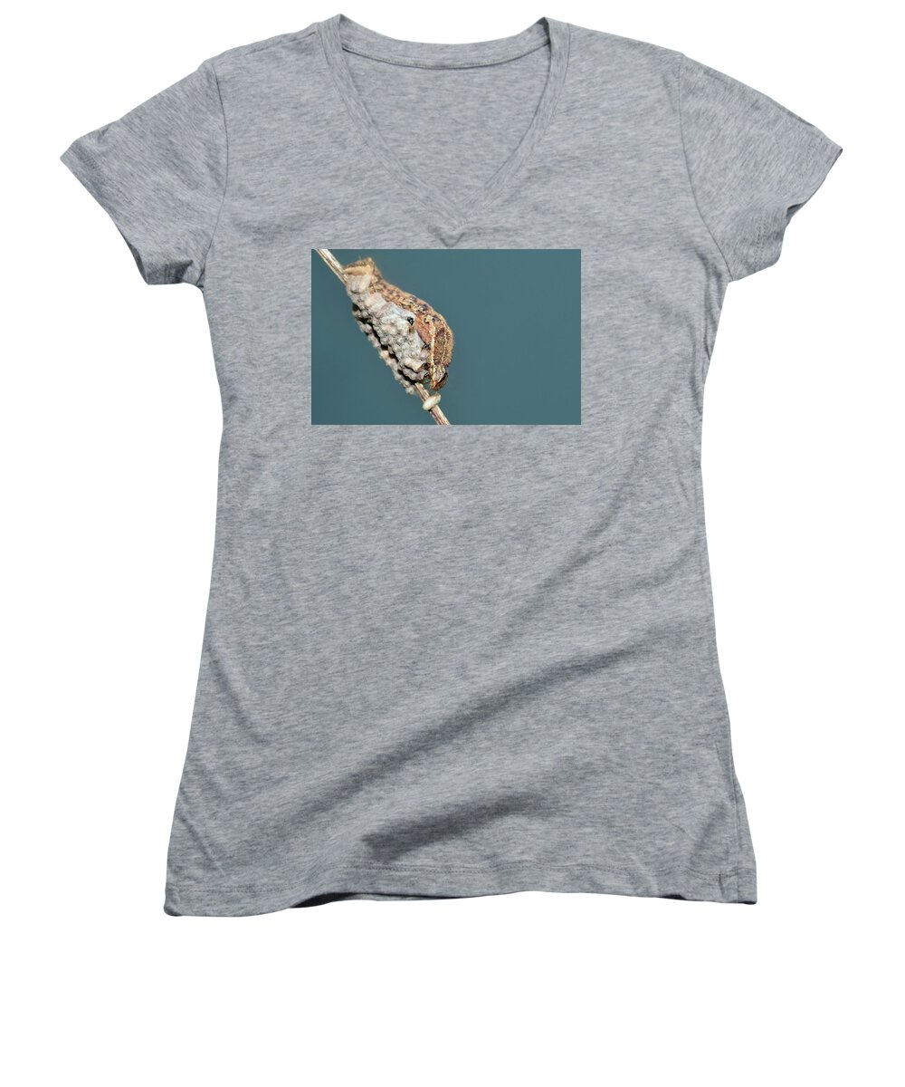 Photograph Women's V-Neck featuring the photograph Caterpillar and Parasitic Wasp/Eggs by Larah McElroy