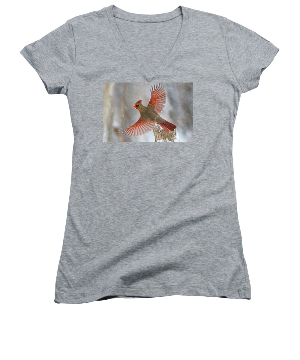 Bird Women's V-Neck featuring the photograph Christmas card by Mircea Costina Photography