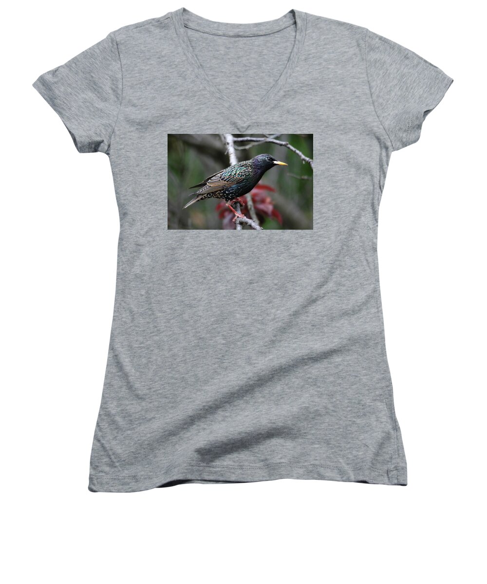 Birds Women's V-Neck featuring the photograph Common Starling by Trina Ansel
