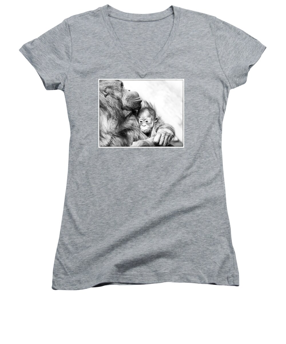 Crystal Yingling Women's V-Neck featuring the photograph Contentment by Ghostwinds Photography