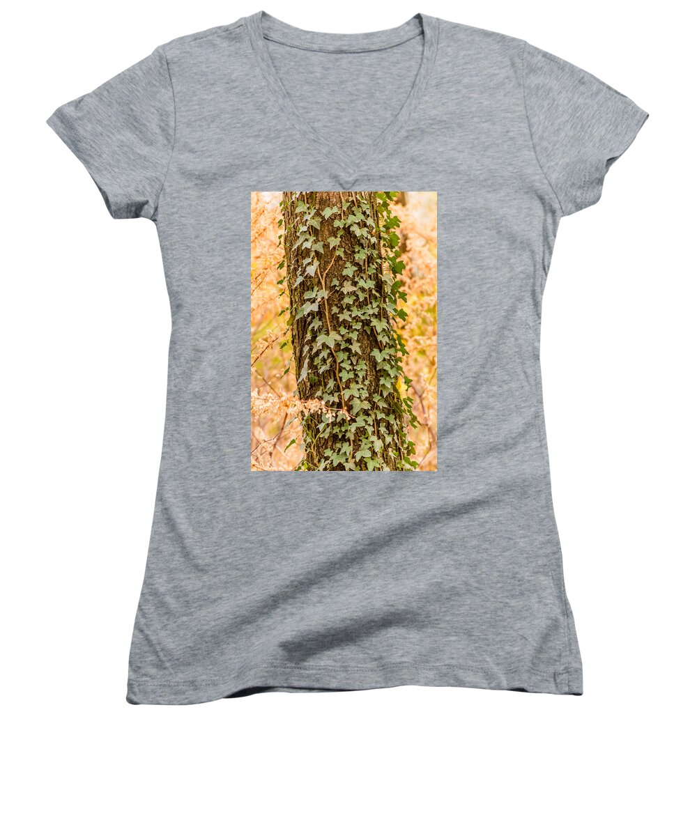 Forest Women's V-Neck featuring the photograph Creepers on tree trunk by SAURAVphoto Online Store
