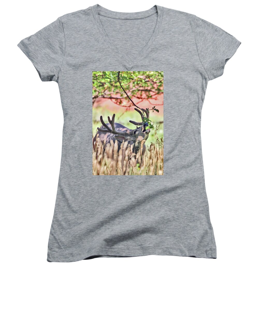 Deer Women's V-Neck featuring the photograph Deer in the Orchard by Wesley Aston