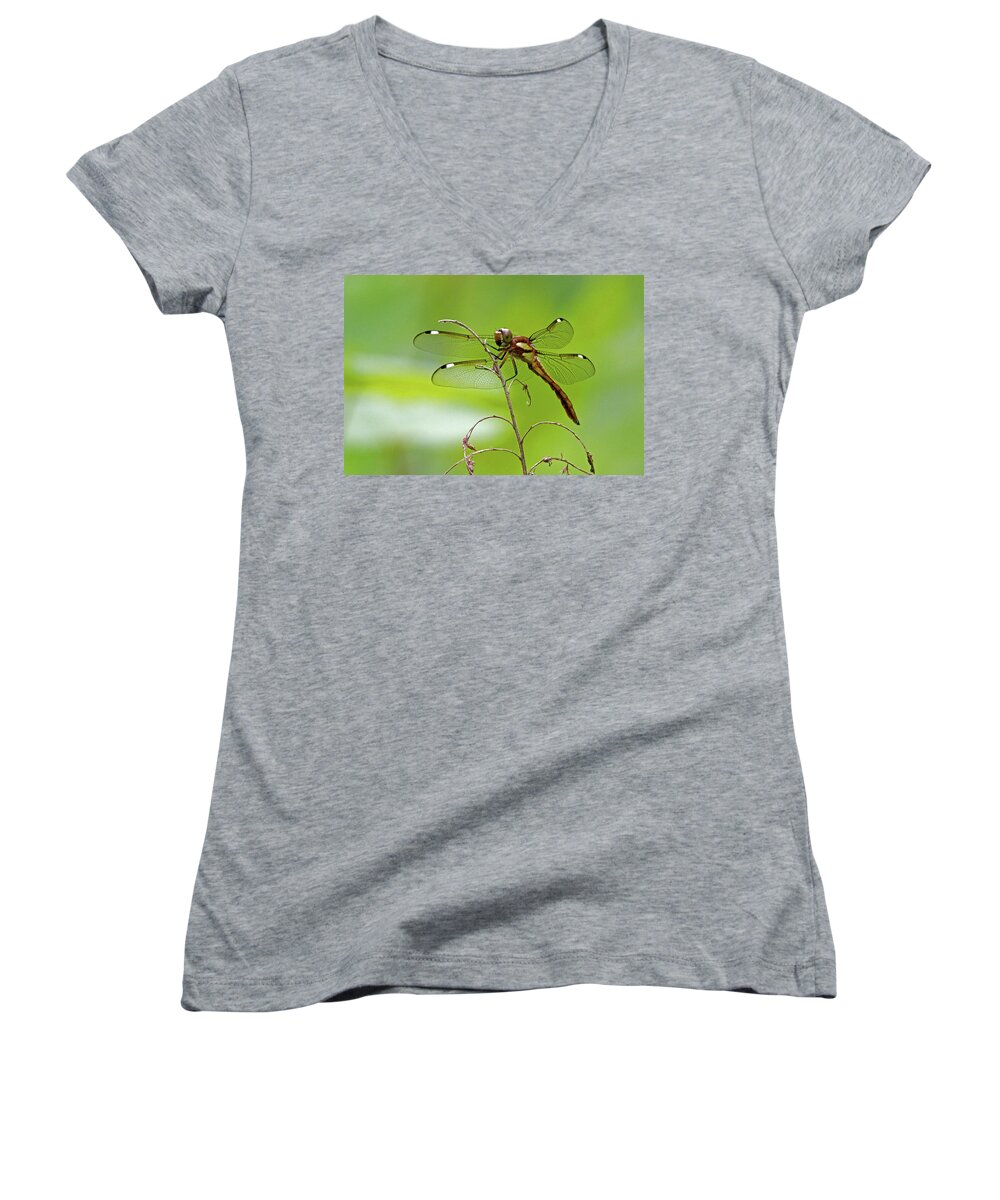 Dragonfly Women's V-Neck featuring the photograph Dragonfly by David Freuthal