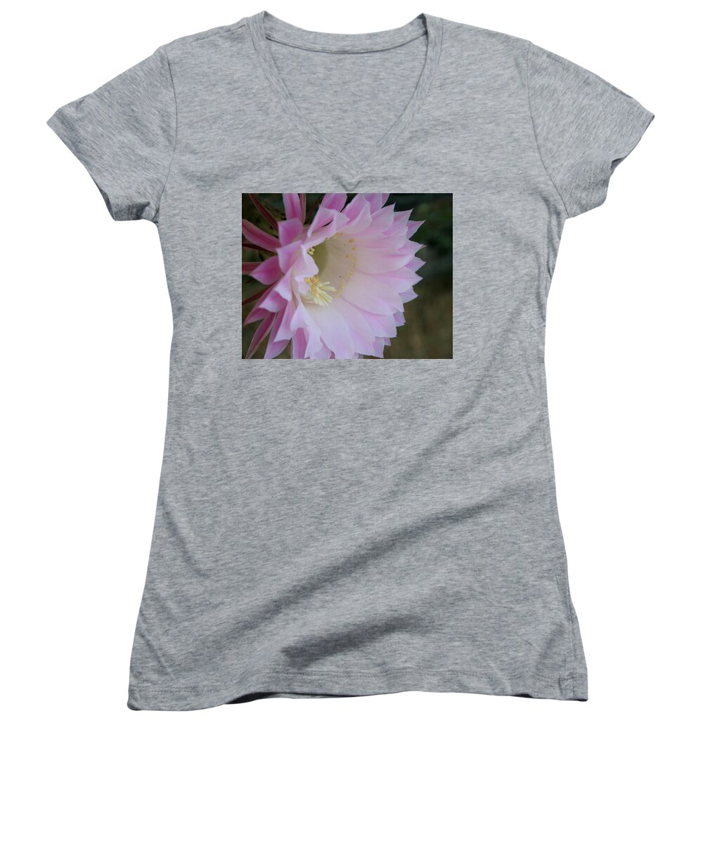Cactus Women's V-Neck featuring the photograph Easter Lily Cactus East by Marna Edwards Flavell