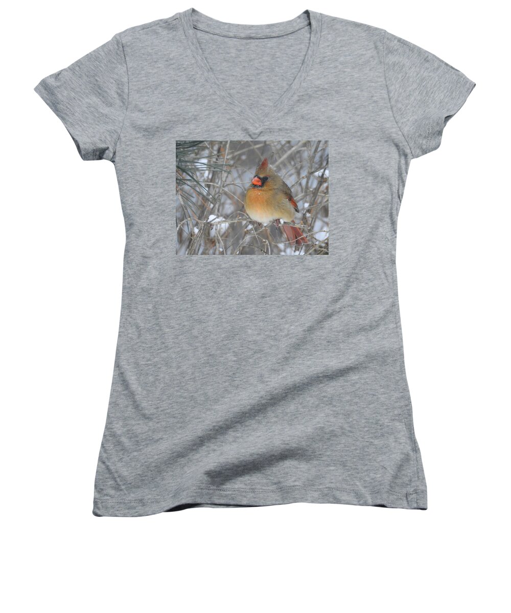 Cardinal Women's V-Neck featuring the photograph Enjoying the Snow by Betty-Anne McDonald