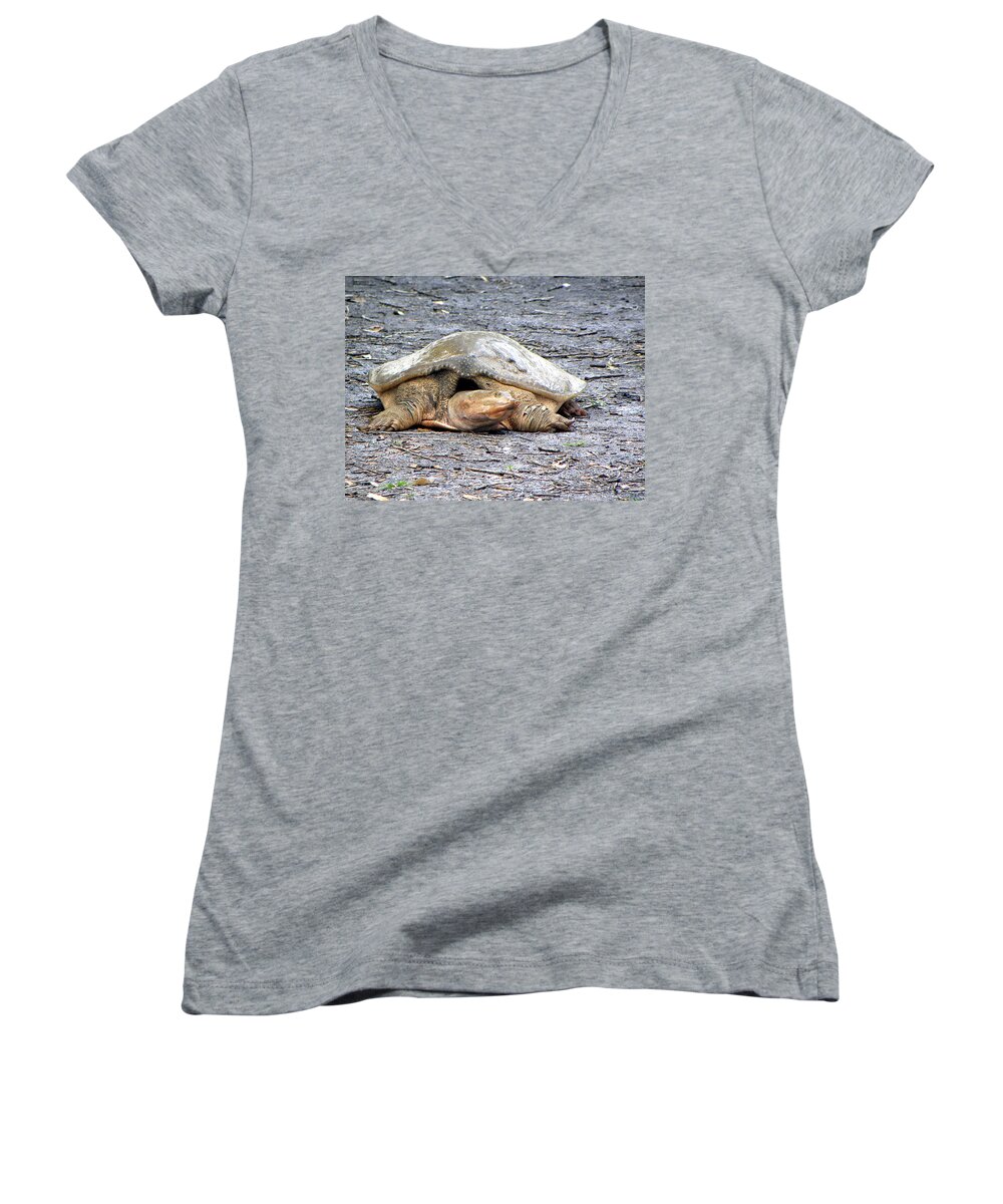 Turtle Women's V-Neck featuring the photograph Florida Softshell Turtle 001 by Christopher Mercer