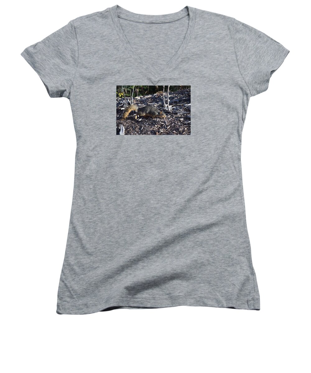 Animal Women's V-Neck featuring the photograph Squirrel PPRH Woodland Park CO by Margarethe Binkley