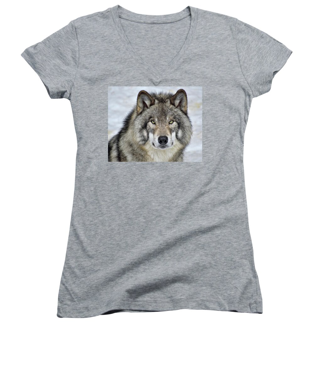 Timber Wolf Women's V-Neck featuring the photograph Full Attention by Tony Beck