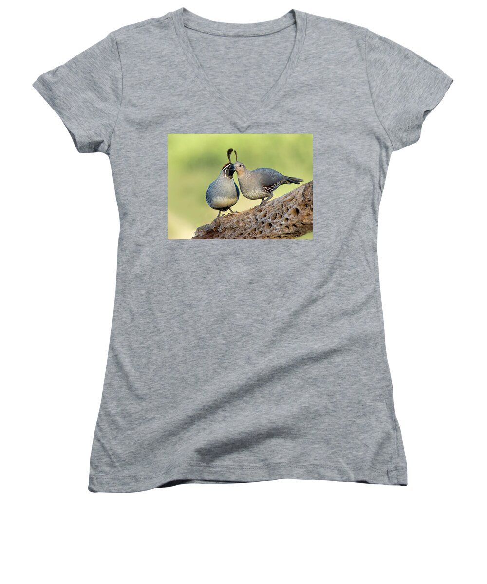 Quail Women's V-Neck featuring the photograph Gambels Quails in Love by Judi Dressler