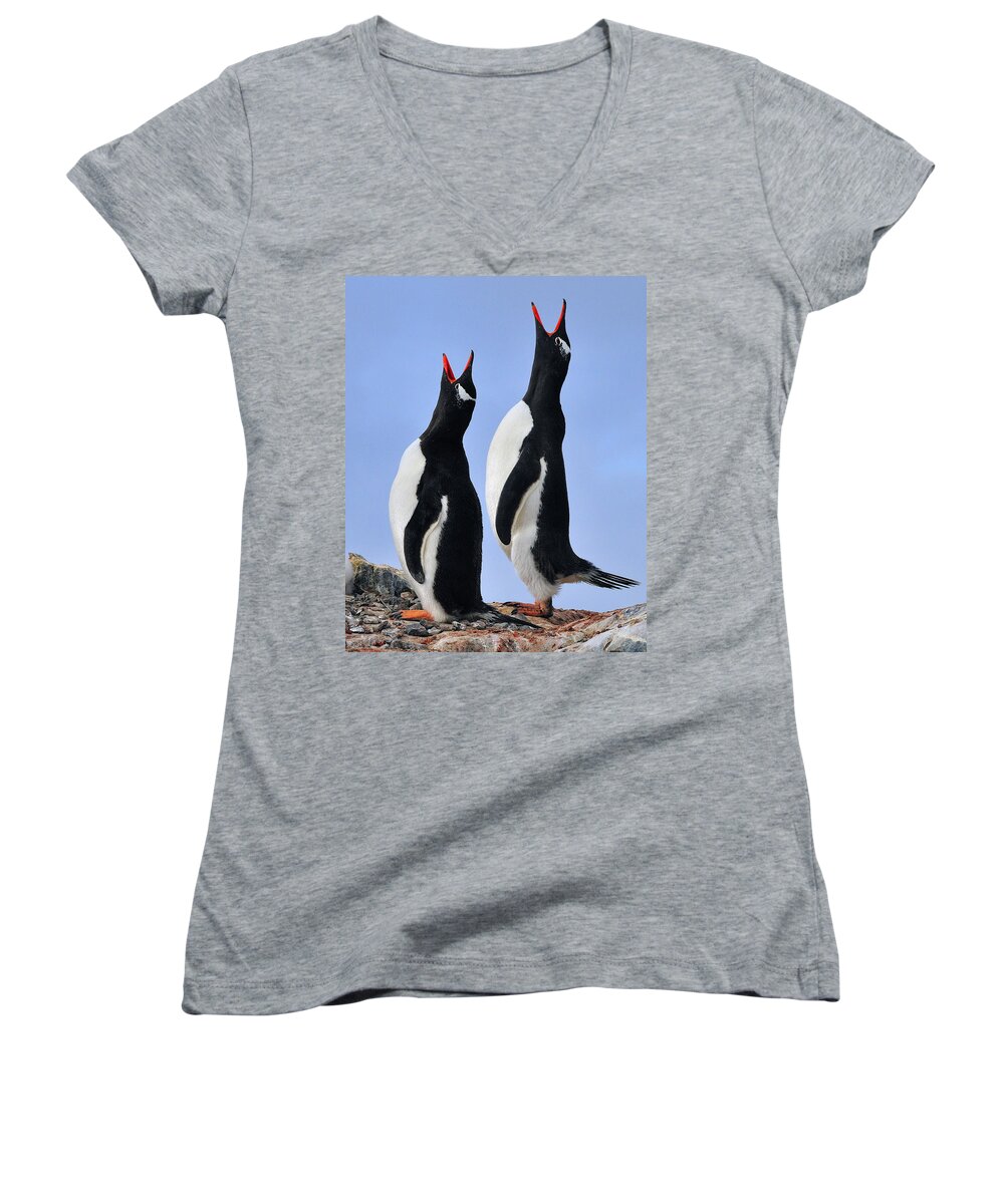 Gentoo Penguin Women's V-Neck featuring the photograph Gentoo Love Song by Tony Beck