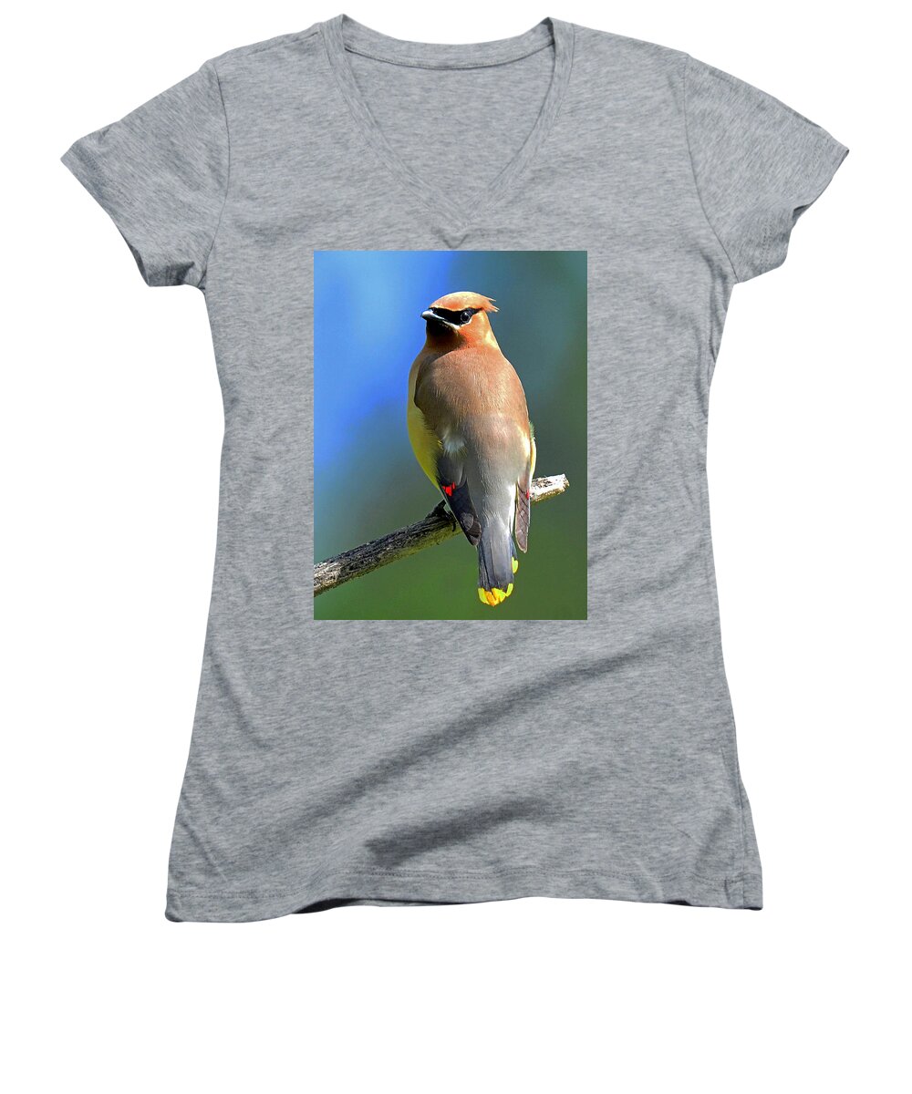 Waxwing Women's V-Neck featuring the photograph Gorgeous Cedar Waxwing by Rodney Campbell