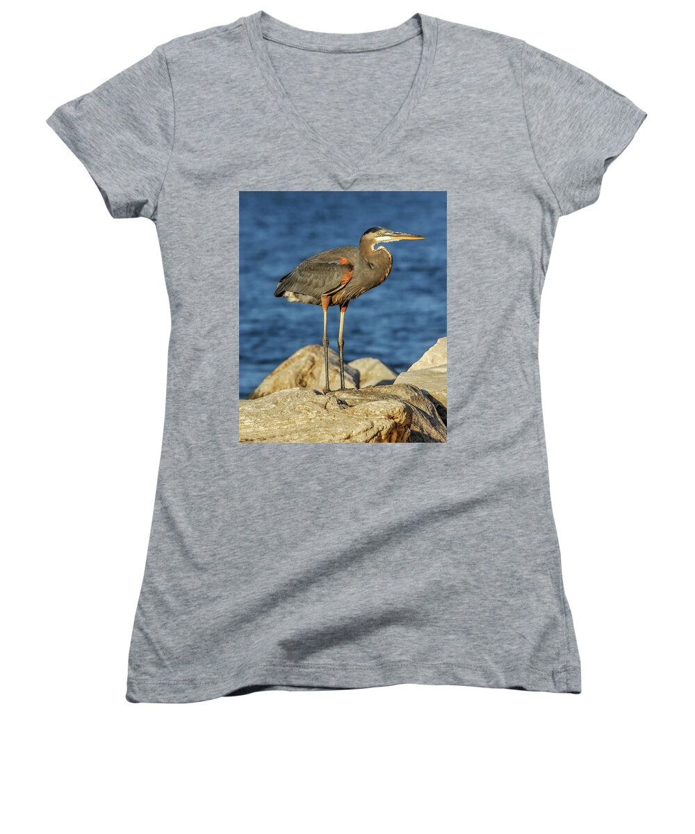 Ardea Herodias Women's V-Neck featuring the photograph Great Blue Heron on rock by Patrick Wolf