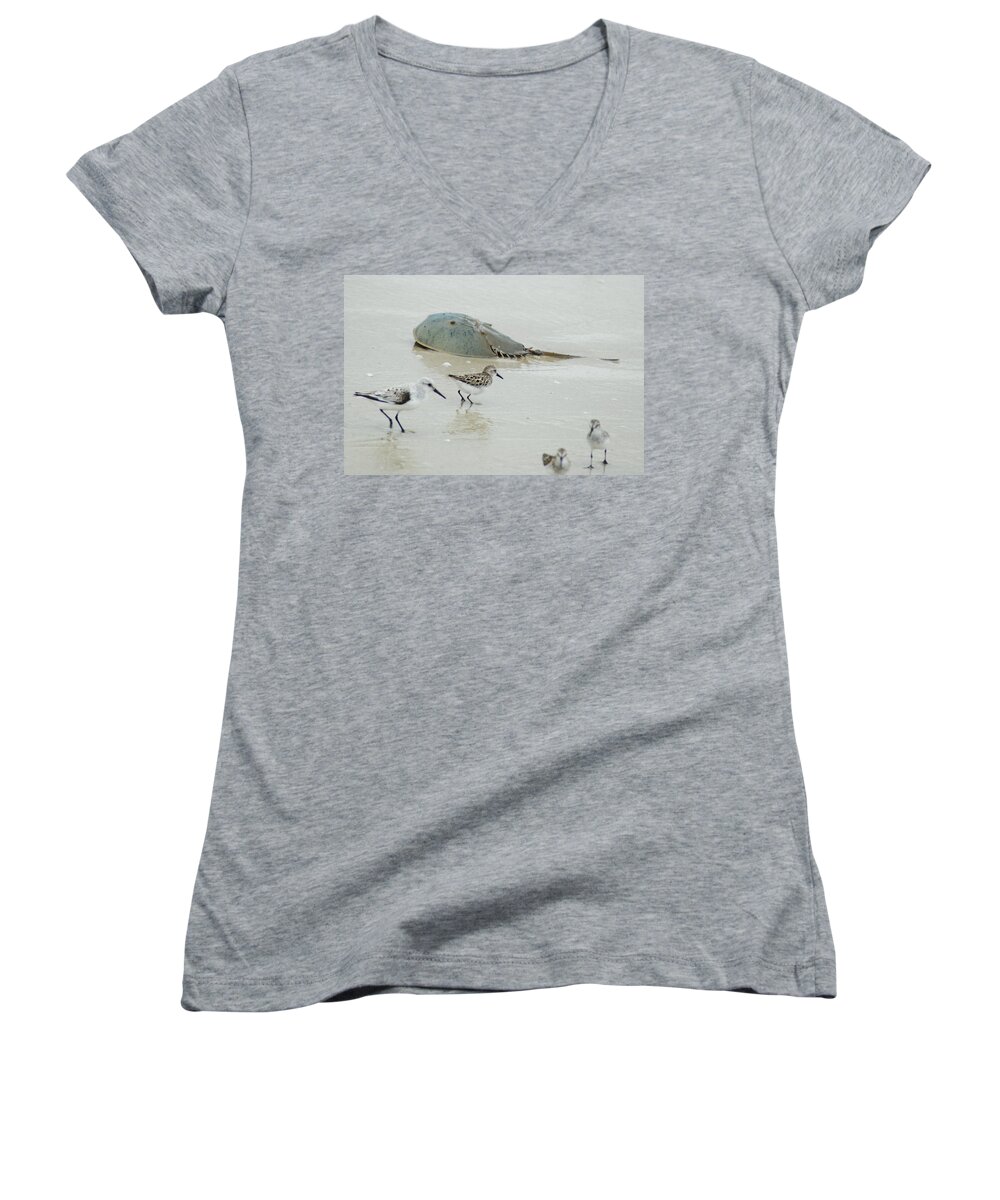 Sand Women's V-Neck featuring the photograph Horseshoe Crab with Migrating Shorebirds by Richard Bryce and Family