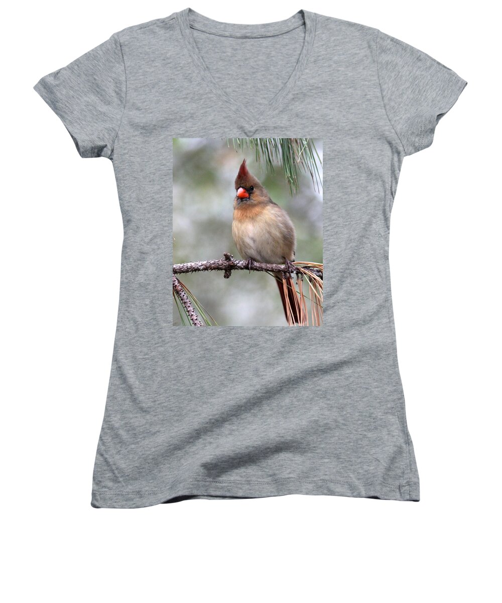 Cardinal Women's V-Neck featuring the photograph IMG_0066 - Lady Cardinal by Travis Truelove