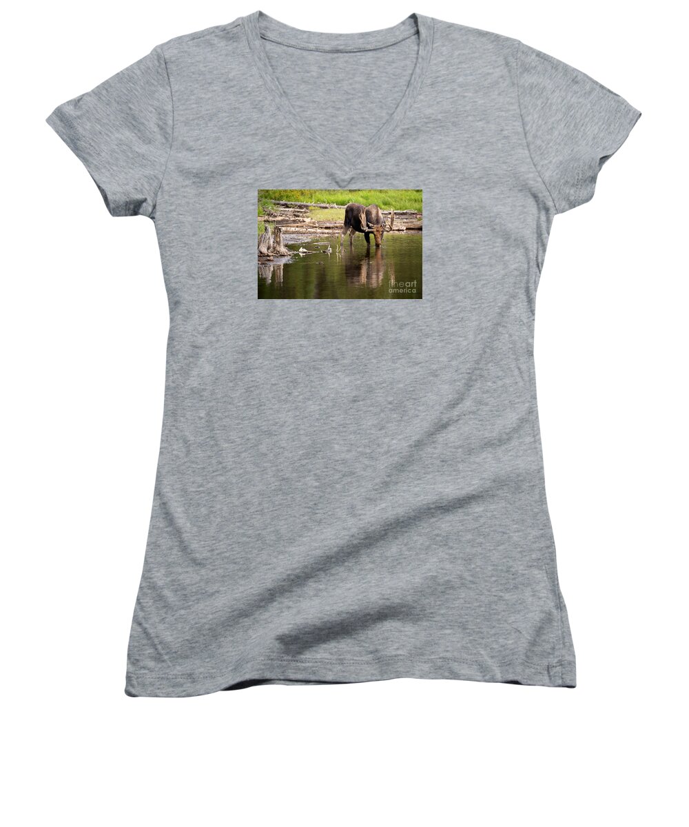 Bull Moose Women's V-Neck featuring the photograph In The Drink by Aaron Whittemore