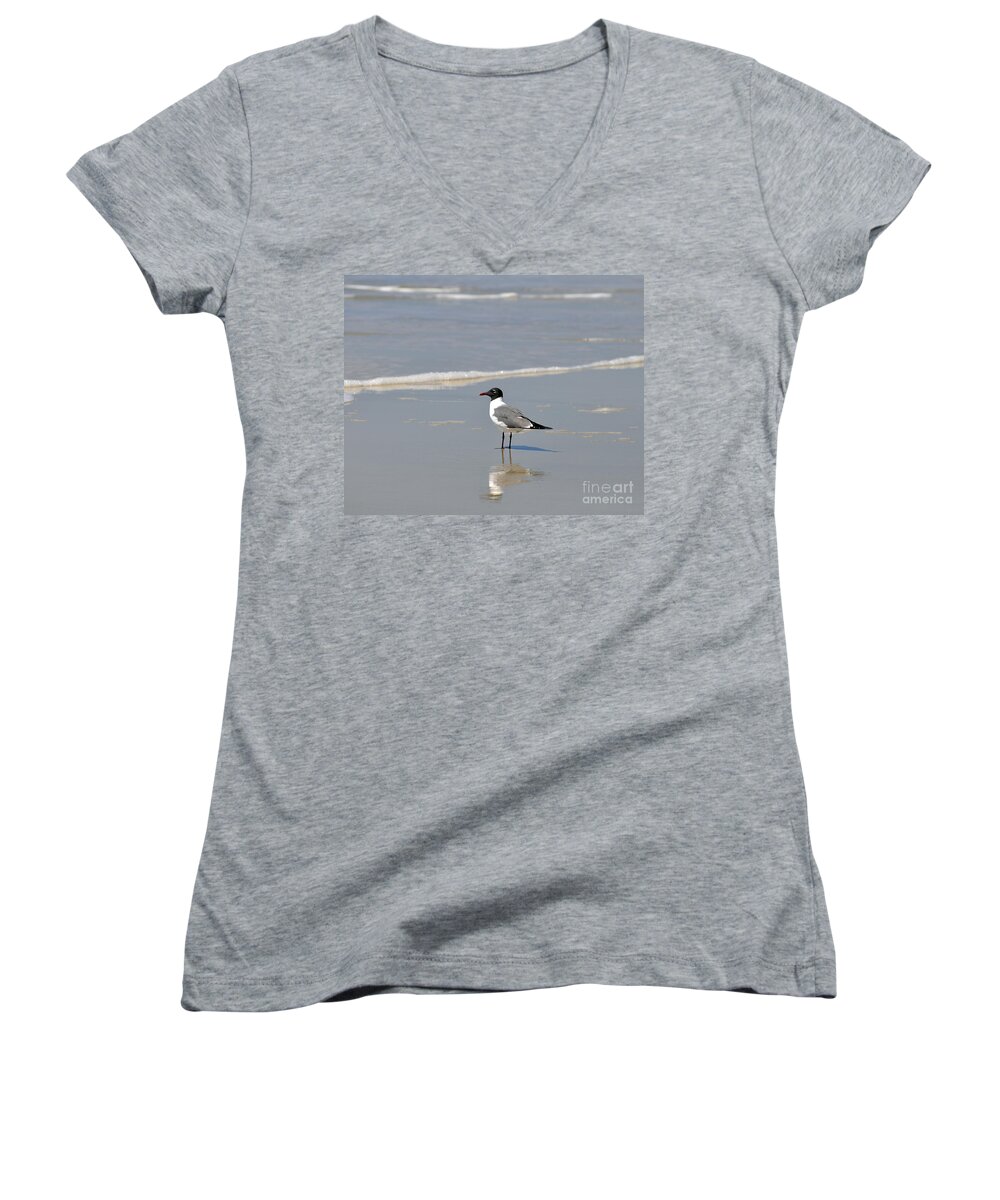 Laughing Gull Women's V-Neck featuring the photograph Laughing Gull Reflecting by Al Powell Photography USA
