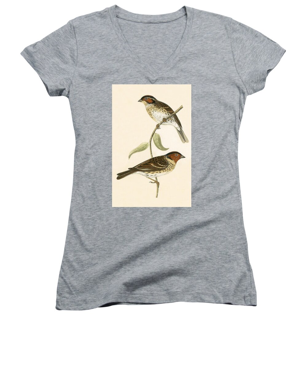 Bird Women's V-Neck featuring the painting Little Bunting by English School