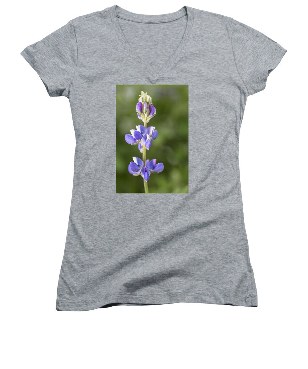 Lupine Women's V-Neck featuring the photograph Little Lupine by Denise Bush