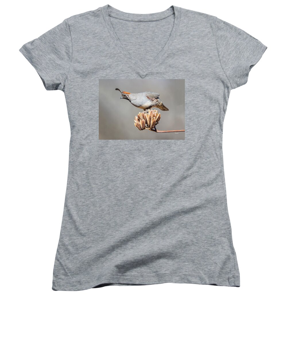 Bird Women's V-Neck featuring the photograph Male Gambel's Quail on Yucca Pods by Fred J Lord
