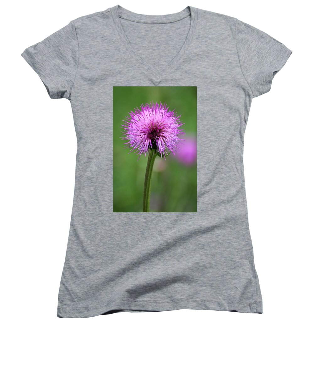 Cirsium Helenioides Women's V-Neck featuring the photograph Melancholy thistle 4 by Jouko Lehto