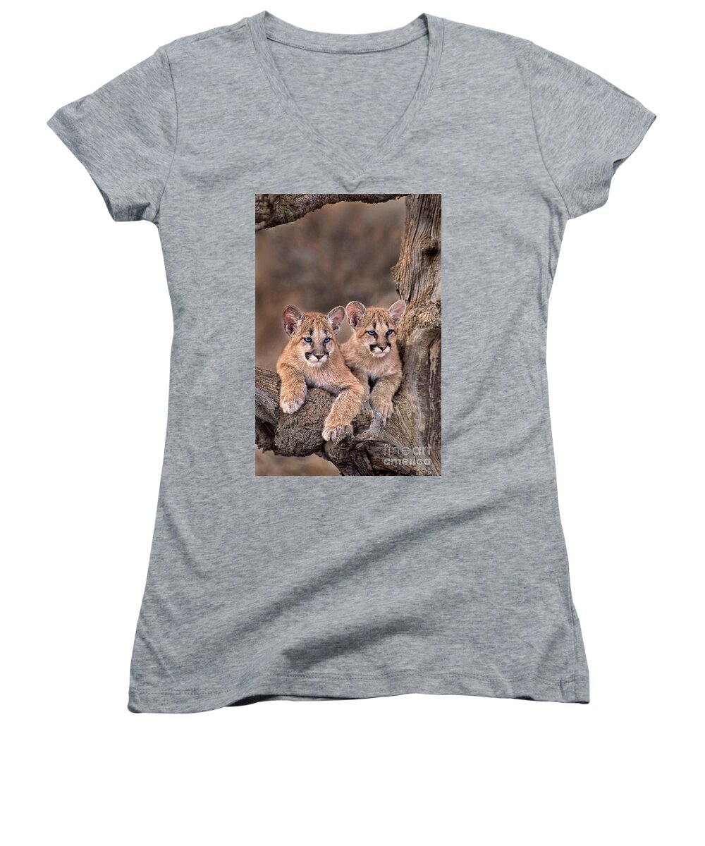 Dave Welling Women's V-Neck featuring the photograph Mountain Lion Cubs Felis Concolor Captive by Dave Welling