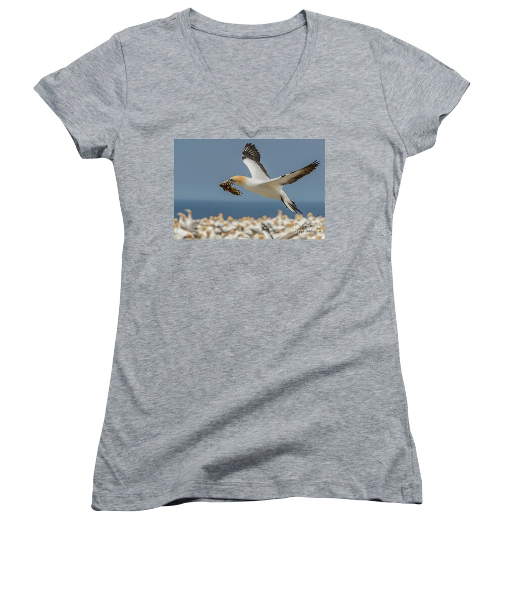 Bird Women's V-Neck featuring the photograph Nest Building by Werner Padarin