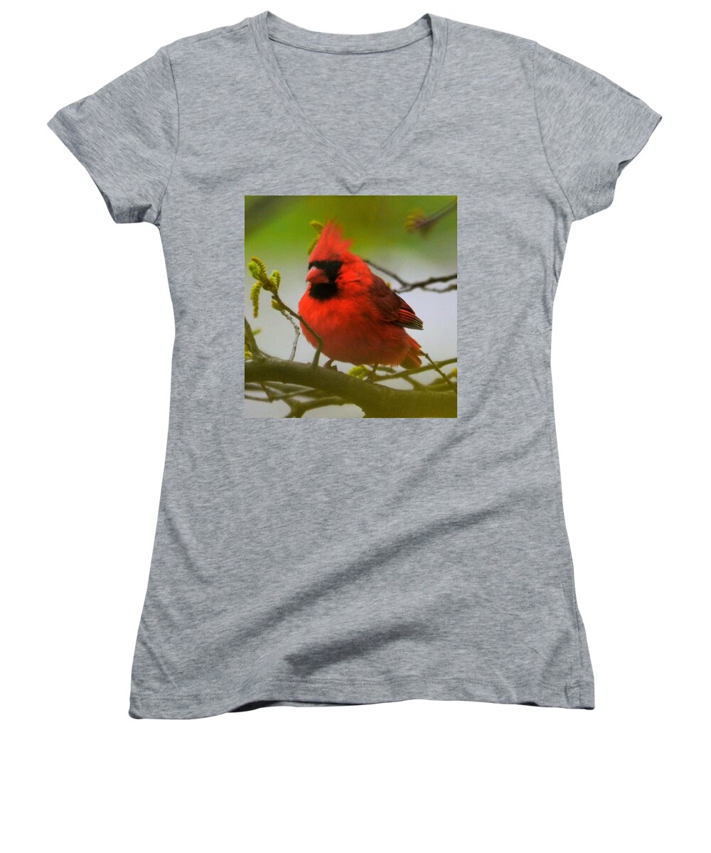  Women's V-Neck featuring the photograph North Carolina Cardinal by Chuck Brown