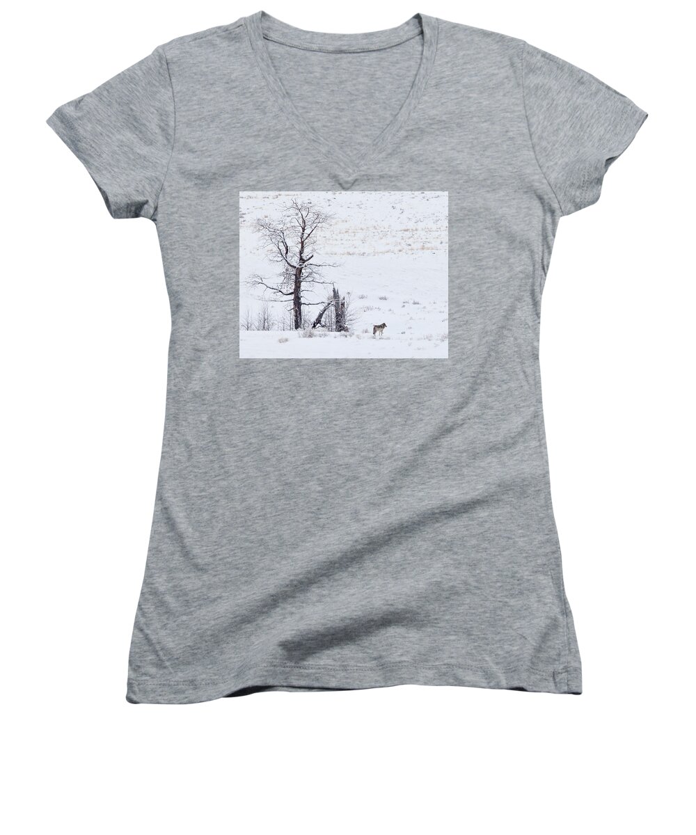 Wolves Women's V-Neck featuring the photograph O6 by Eilish Palmer
