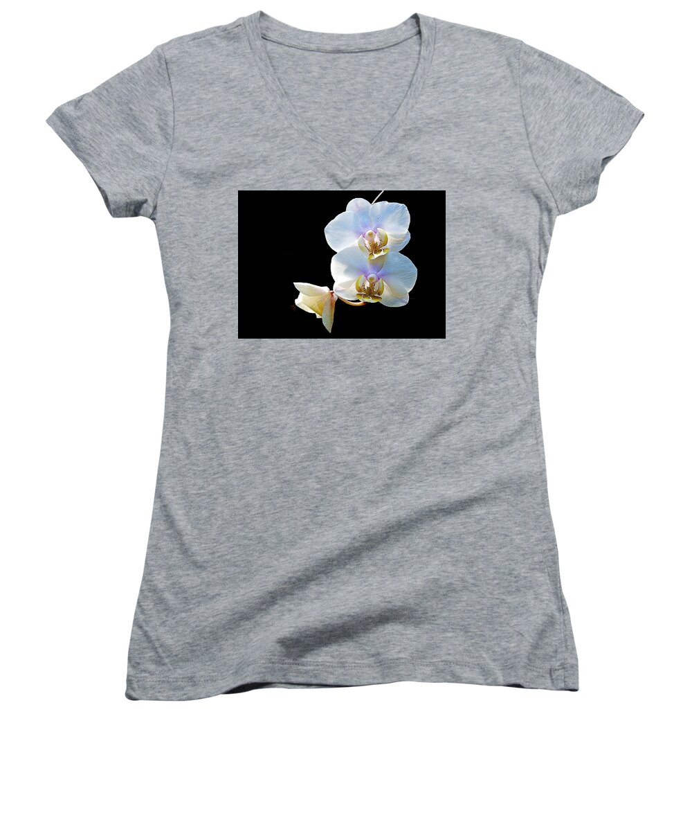 Norfolk Botanical Garden Women's V-Neck featuring the photograph Phalaenopsis Culican #1 Nobby's Amy Shin Hua by Don Mercer