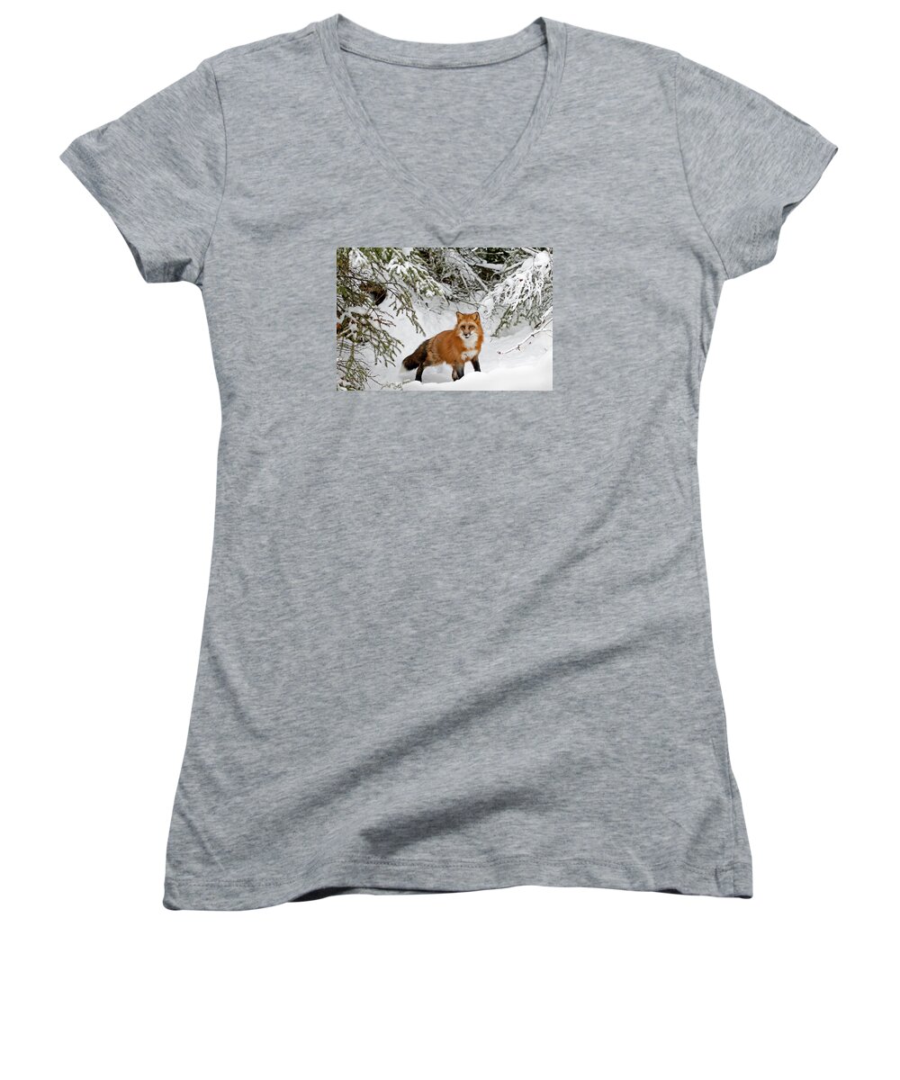Fox Women's V-Neck featuring the photograph Red Fox in Winter by Scott Read
