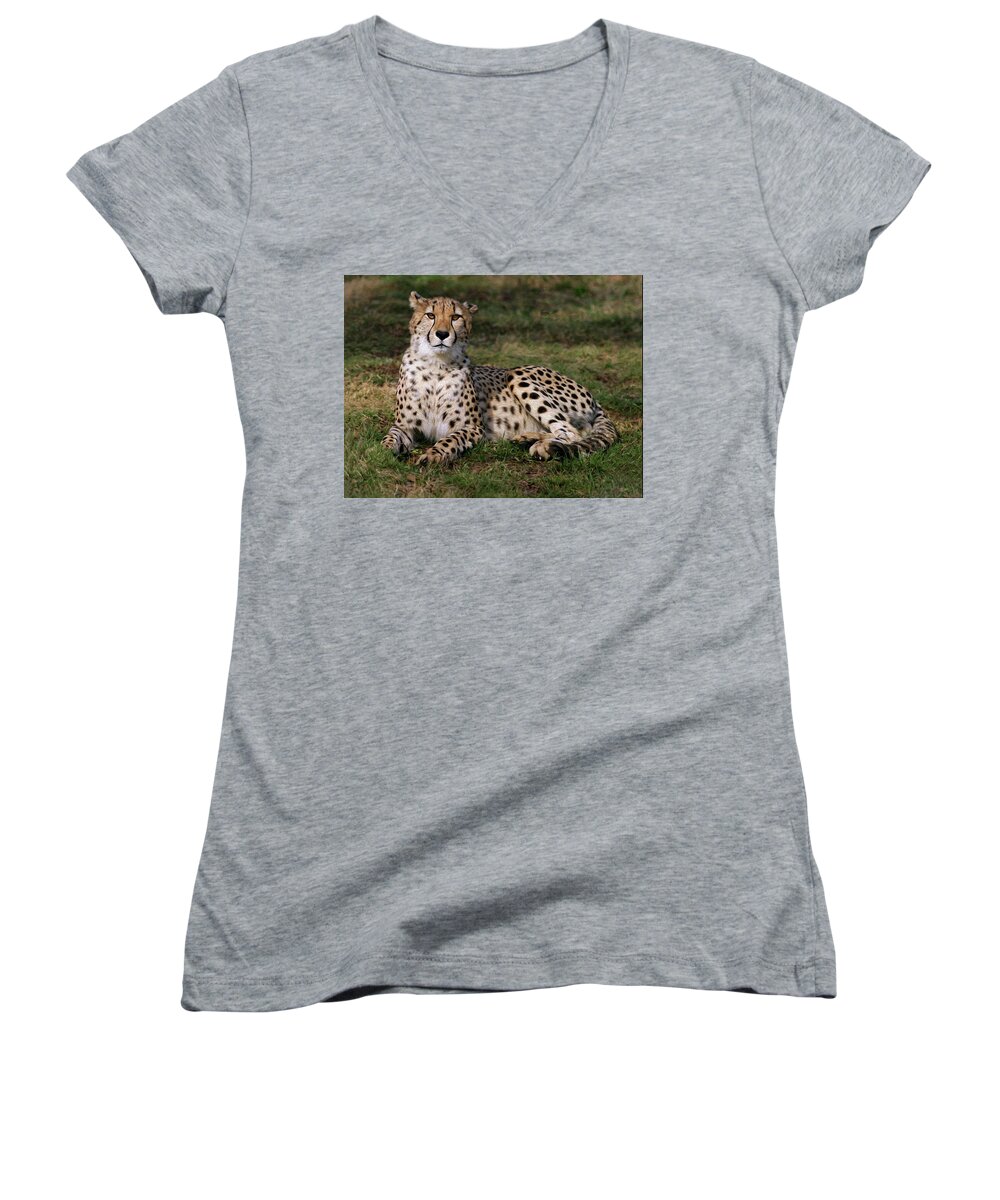 Cheetah Women's V-Neck featuring the photograph Regal Pose by Art Cole
