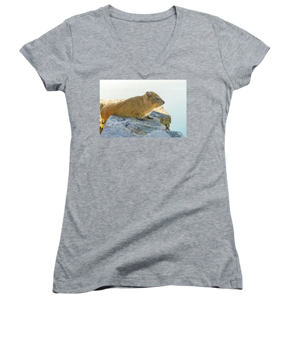 Adventure Women's V-Neck featuring the photograph Rock Hyrax on Table Mountain Cape Town South Africa by Marek Poplawski