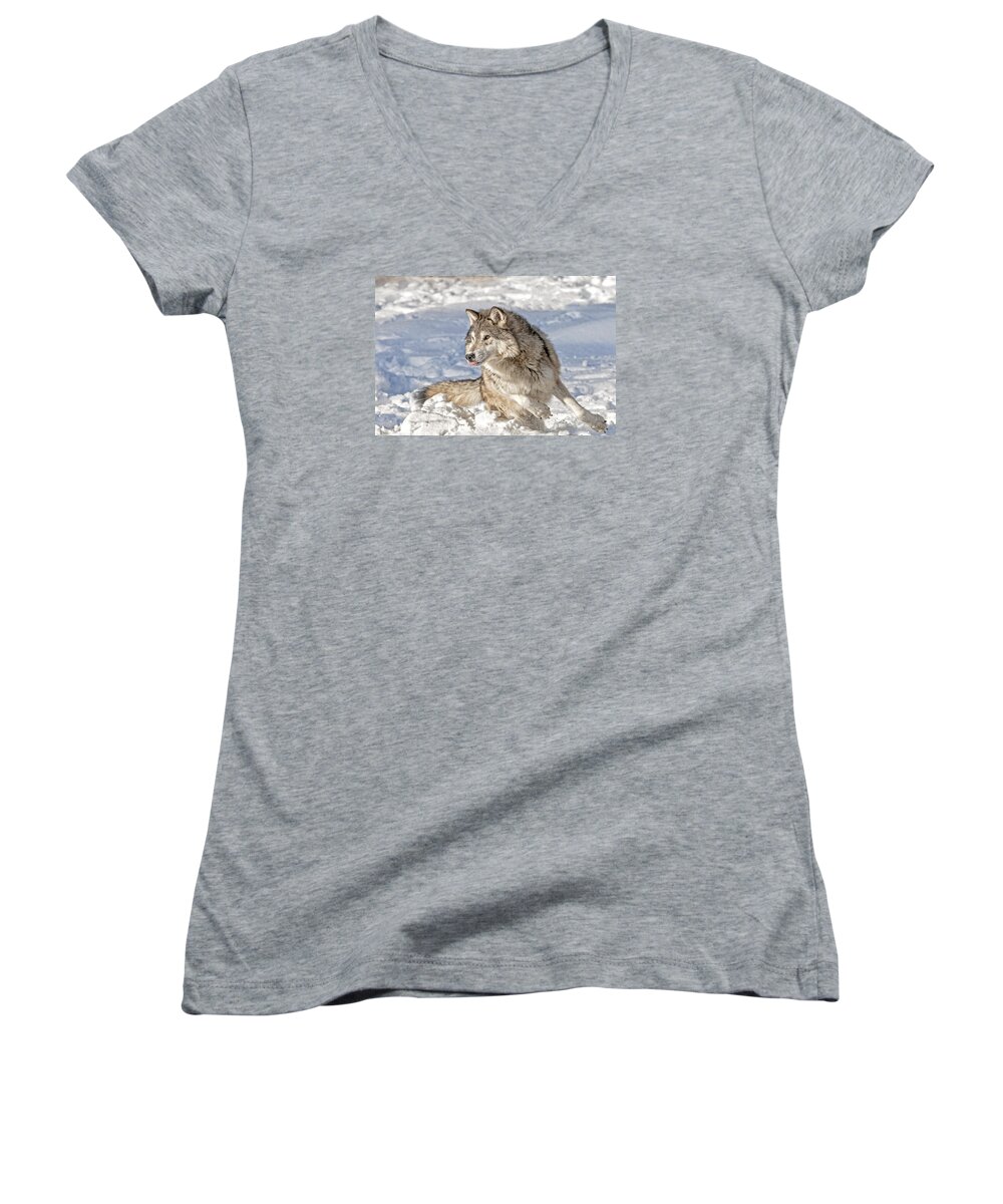 Wolf Women's V-Neck featuring the photograph Running Wolf by Scott Read
