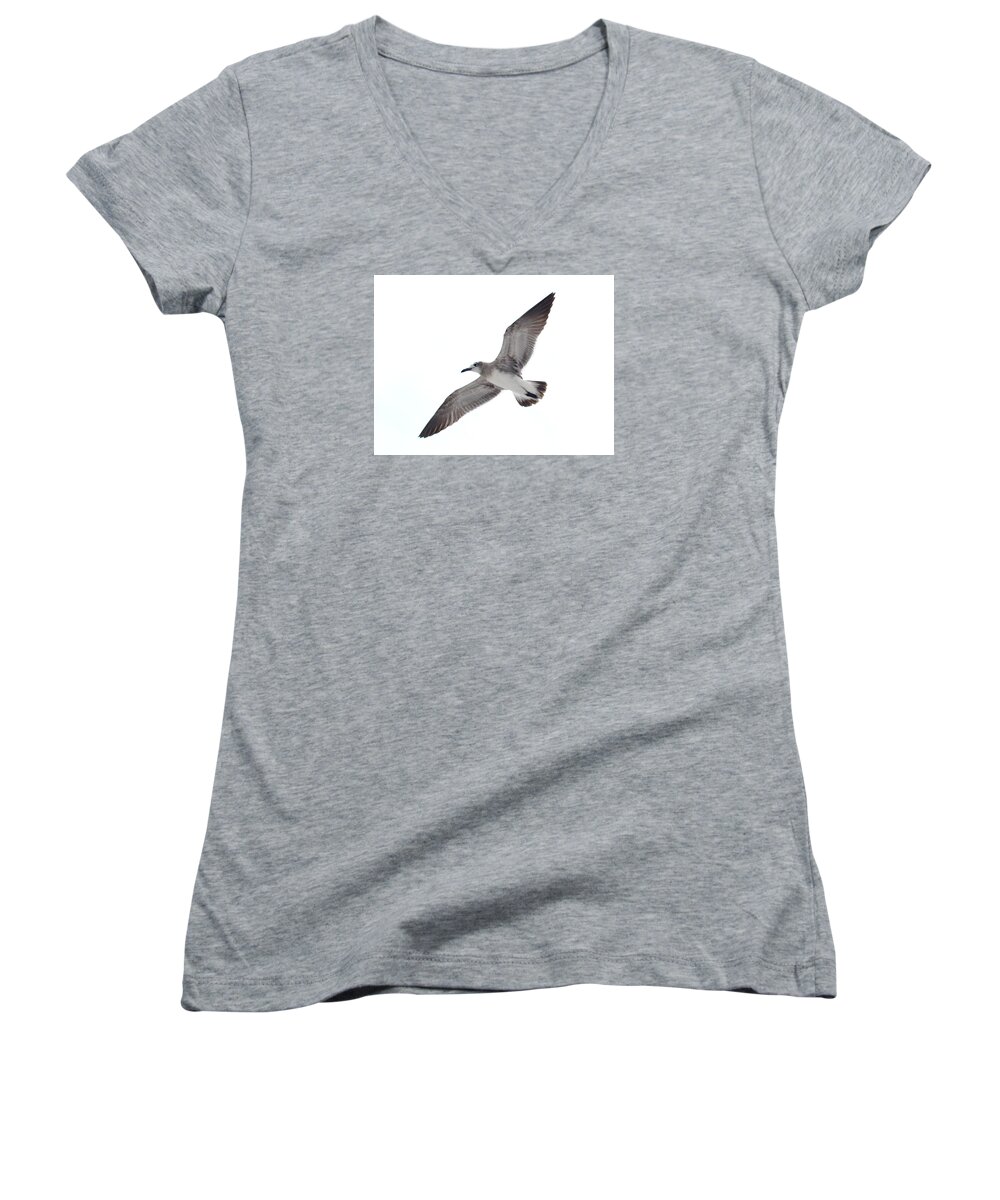 Sea Gull Women's V-Neck featuring the photograph Sea Gull by James Granberry