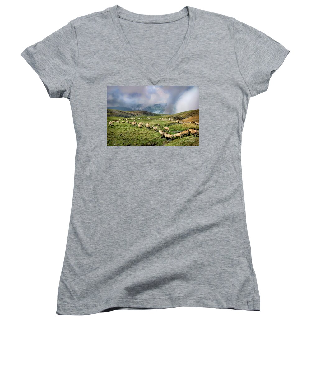 Sheep Women's V-Neck featuring the photograph Sheep in Carphatian Mountains by Daliana Pacuraru