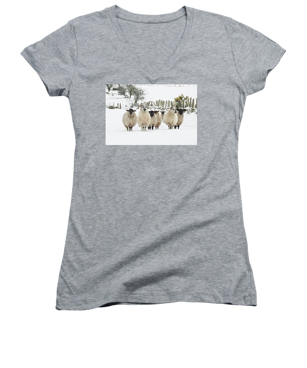 Sheep Women's V-Neck featuring the photograph Sheep in Snow by Joe Ormonde